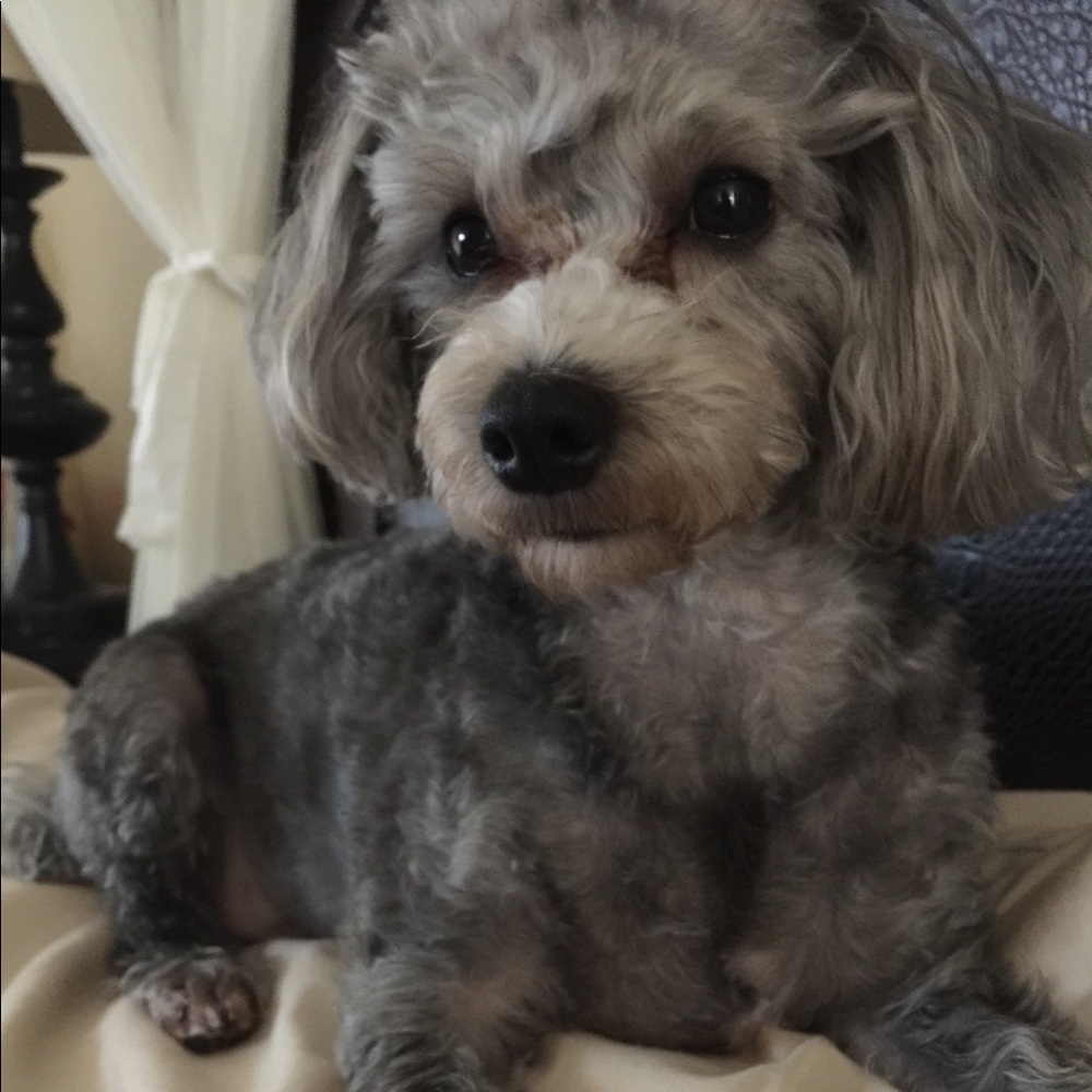 Meet your Posher, Jamie